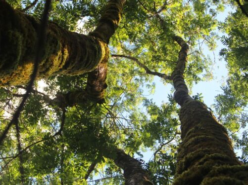 fotografia de árvores vistas de baixo para cima