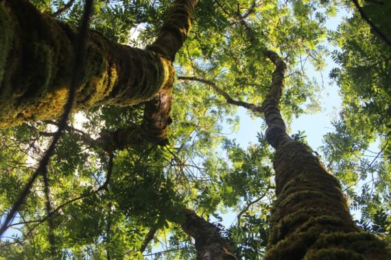fotografia de árvores vistas de baixo para cima
