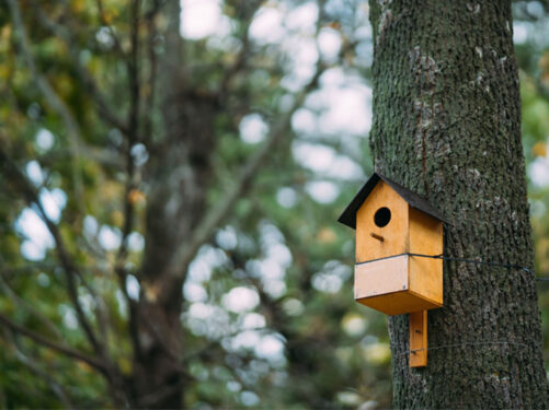 fotografia de uma árvore com uma casinha de pássaro