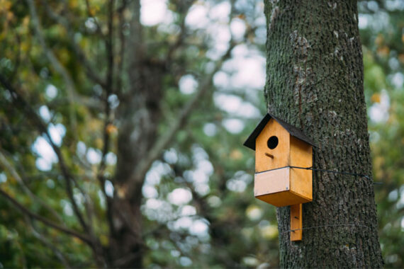 fotografia de uma árvore com uma casinha de pássaro